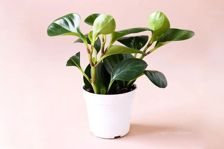 plant gift ideas for therapists
