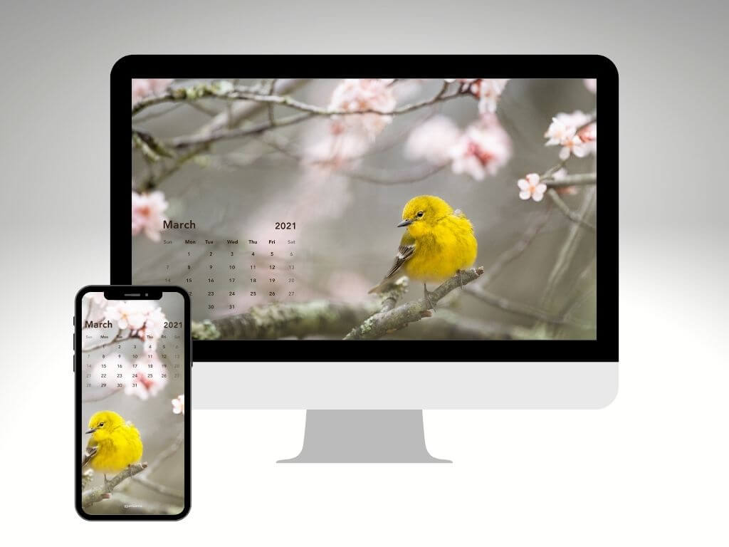 Spring bird march 2021 wallpaper calendar for desktop and mobile