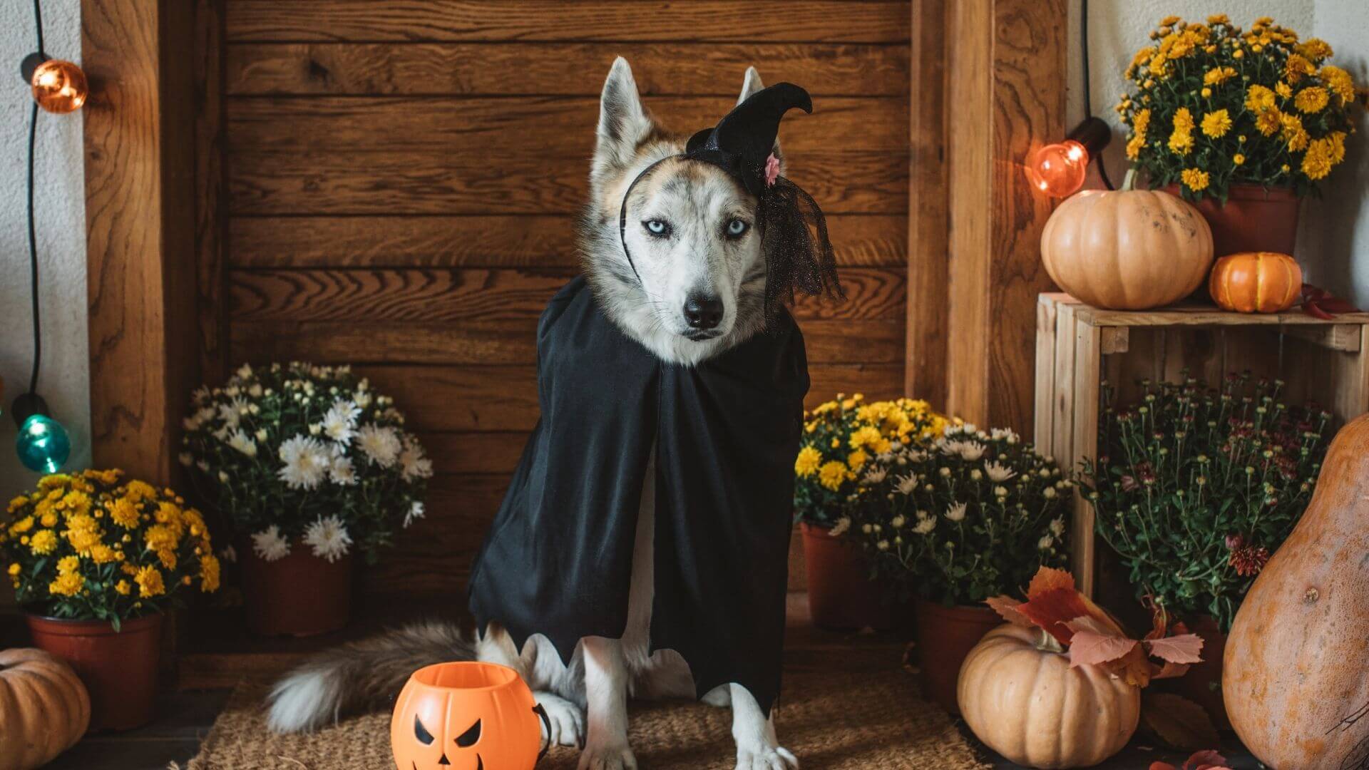 50+ Modern Dog Costume Ideas and Examples For Halloween 2022