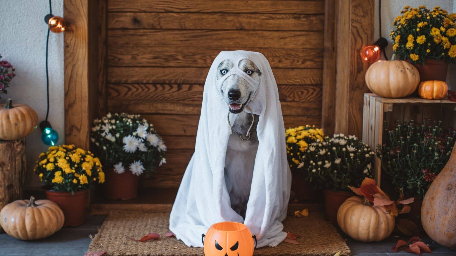 50+ Modern Dog Costume Ideas and Examples For Halloween 2022