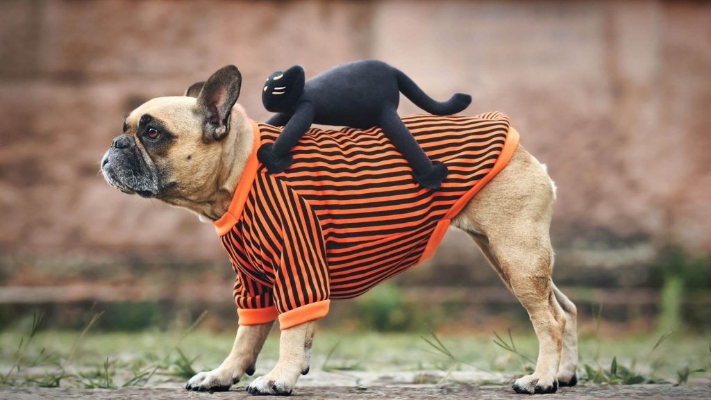 10 Unique Halloween Costume Ideas for Your Pup