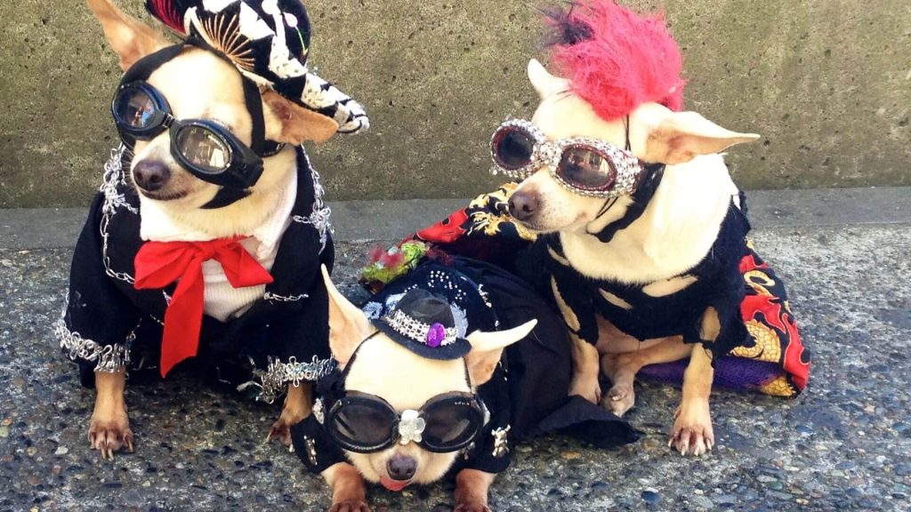 43 Best Dog Halloween Costumes 2023 - Funny Dog Costume Ideas
