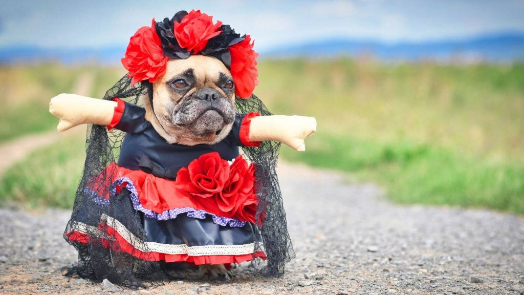 100 Halloween Costume Ideas for Dogs - Fidose of Reality