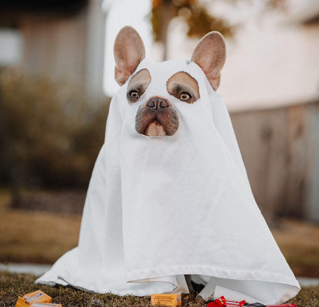 The 24 best pet Halloween costumes for dogs and cats in 2023