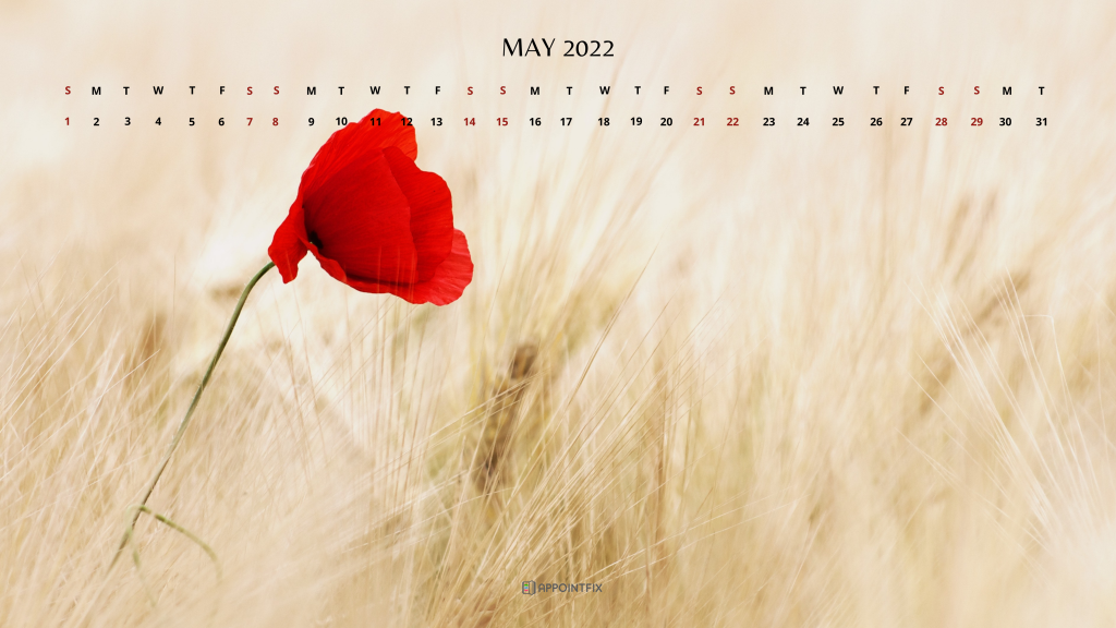 poppy flower wallpaper calendar