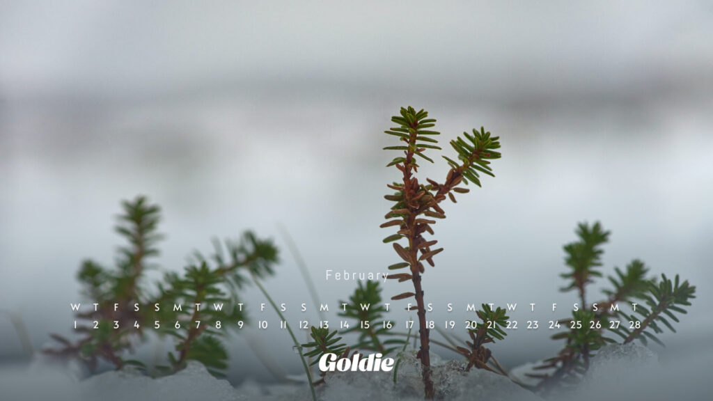 winter-calendar-wallpaper-desktop