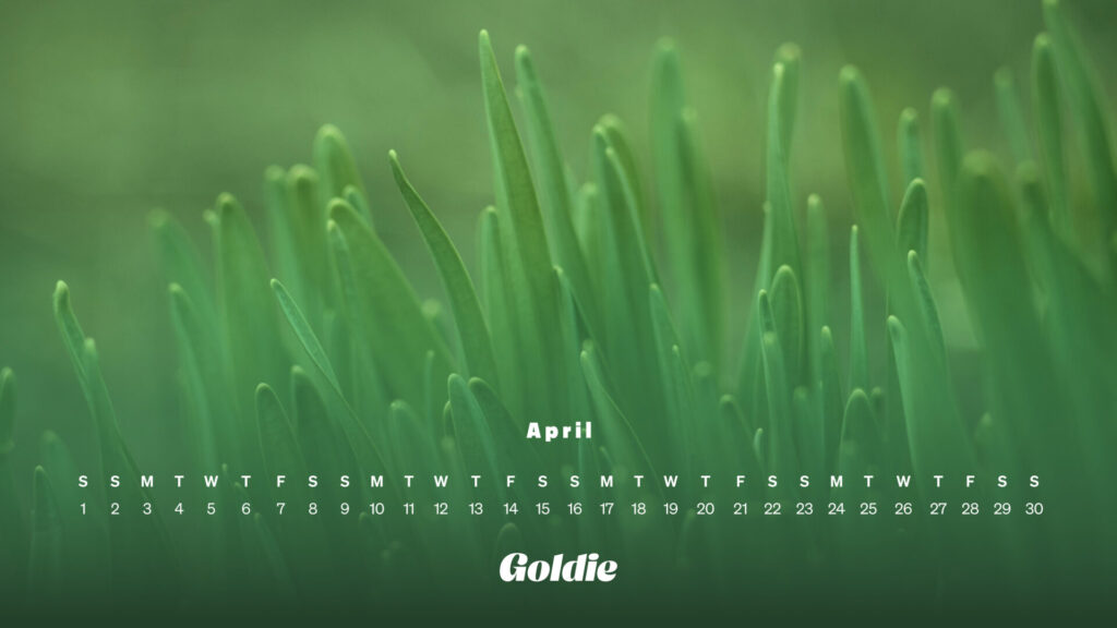 grass-calendar-wallpaper-desktop
