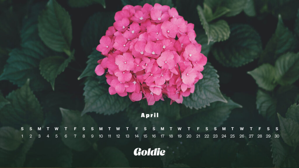 pink-hortensia-calendar-wallpaper-desktop