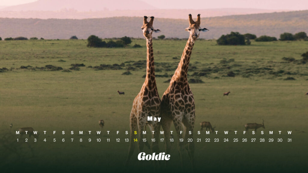 giraffe-friends-calendar-wallpaper-desktop