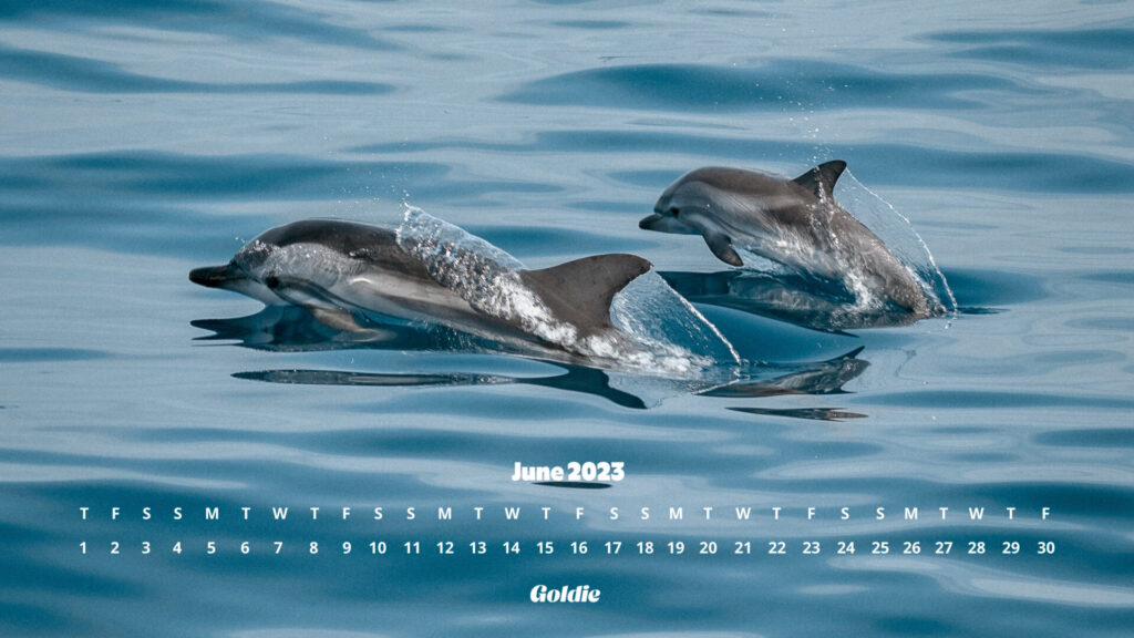Dolphins Calendar Wallpaper