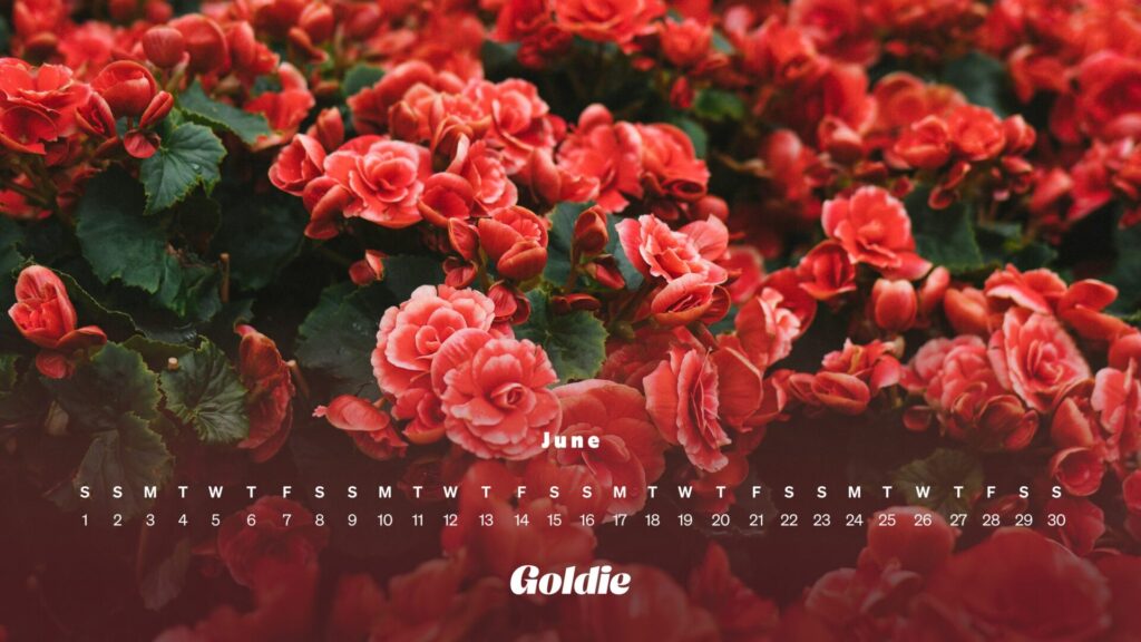 Red flowers calendar wallpaper desktop