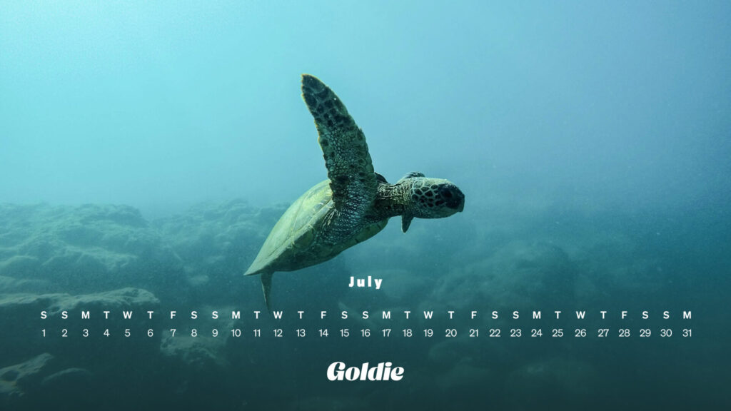 Sea turtle calendar wallpaper - desktop