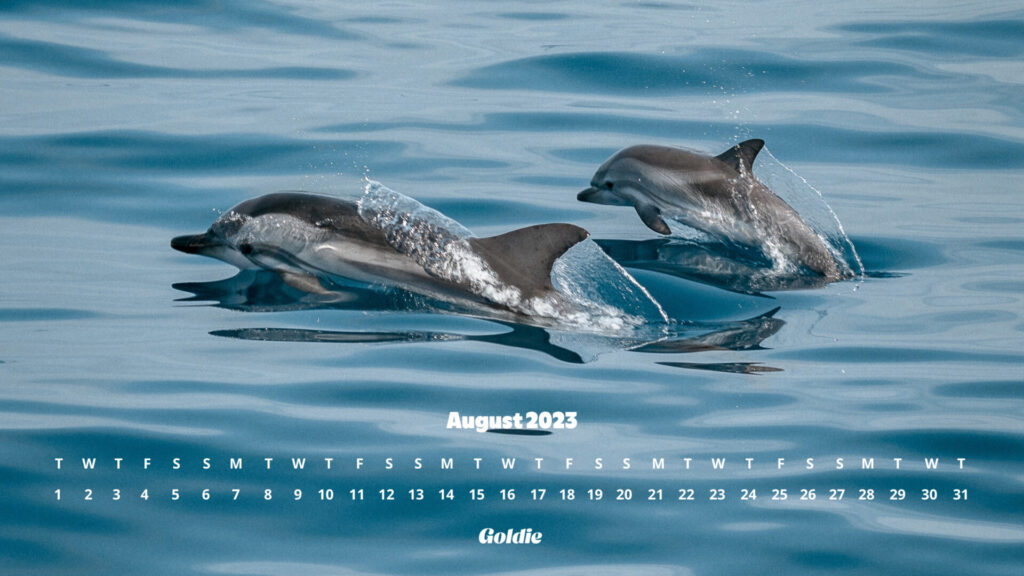 Dolphins calendar wallpaper - desktop