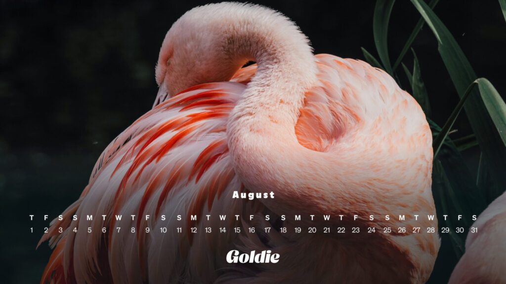 Flamingo calendar wallpaper desktop