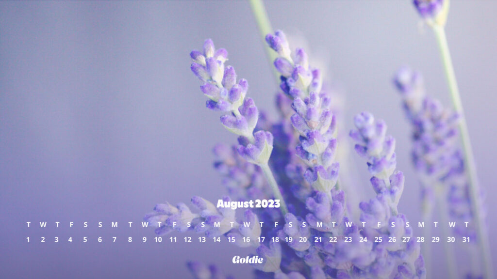 Lavender calendar wallpaper - desktop