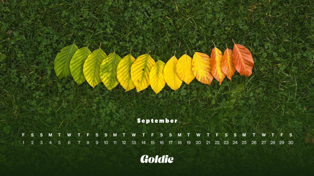 Colorful Leaves Calendar Wallpaper Desktop