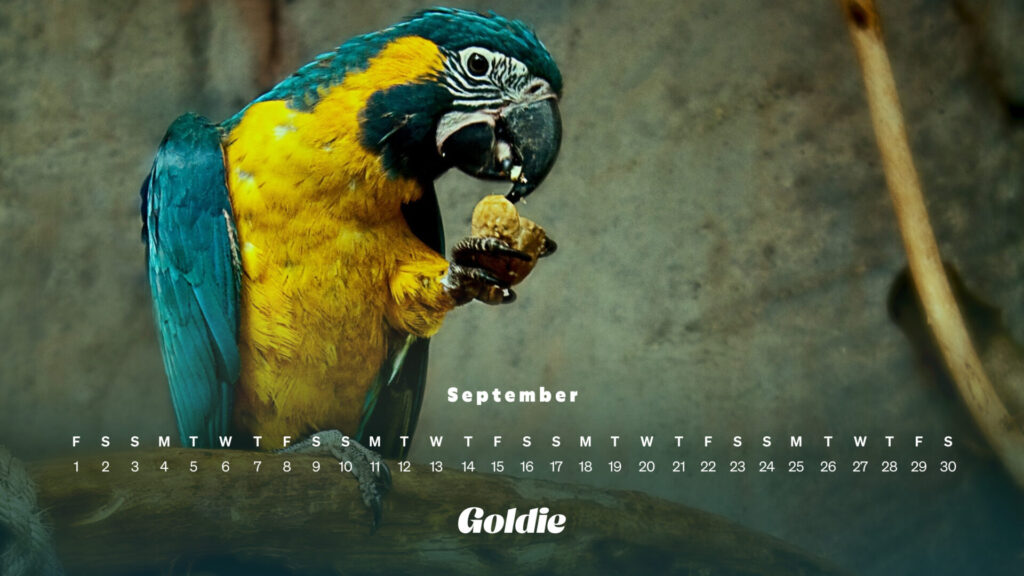 Parrot calendar wallpaper desktop