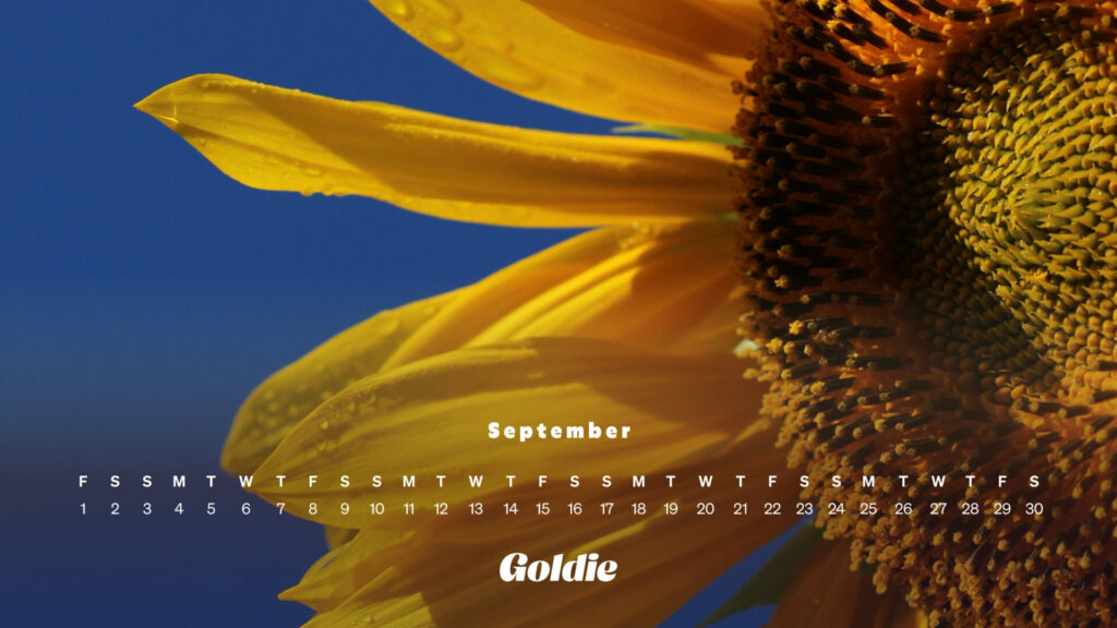 Sunflower calendar wallpaper desktop