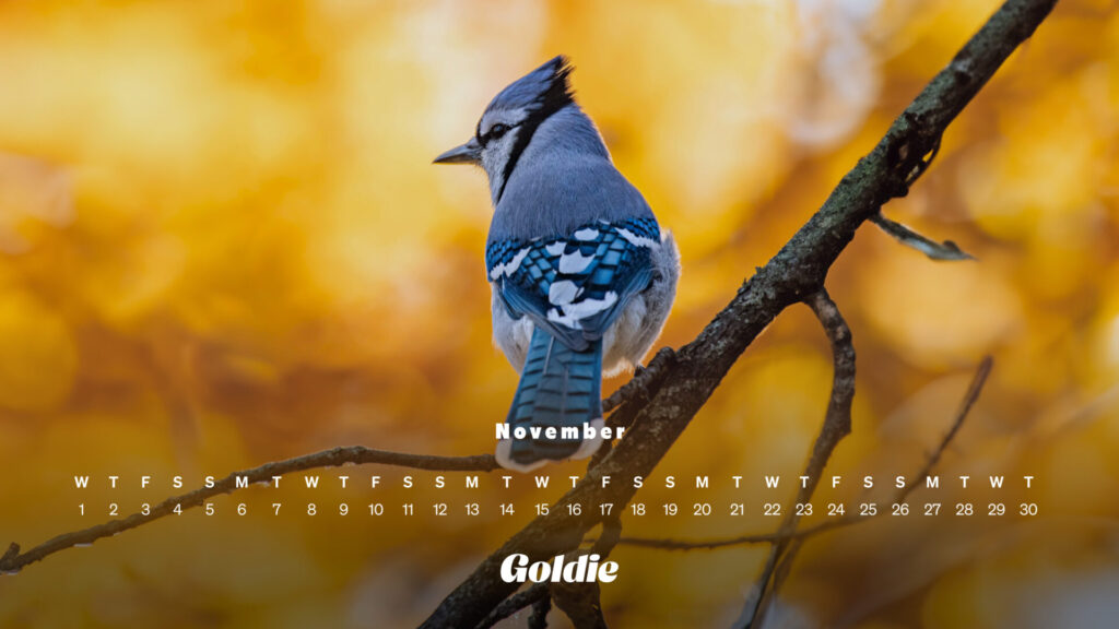 Blue Jay Calendar Wallpaper Desktop