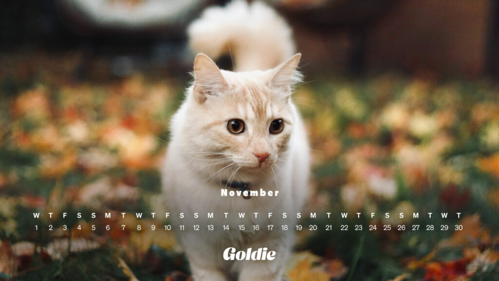 Meowty walk calendar wallpaper desktop