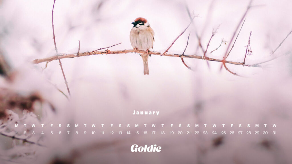 Winter bird calendar wallpaper desktop