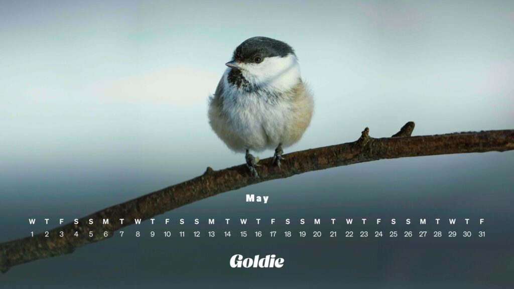 Bird calendar wallpaper desktop