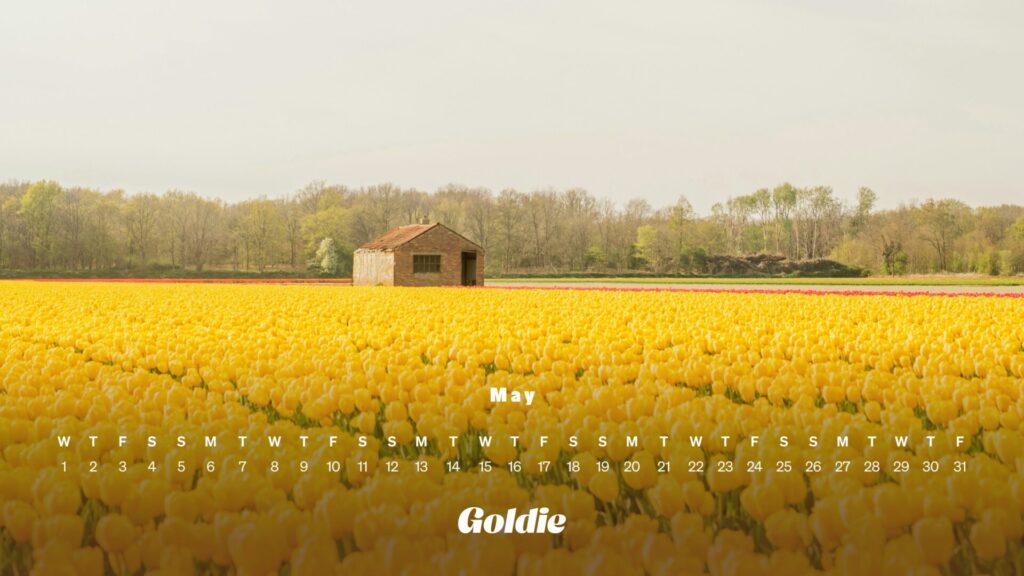 Yellow tulips calendar wallpaper desktop
