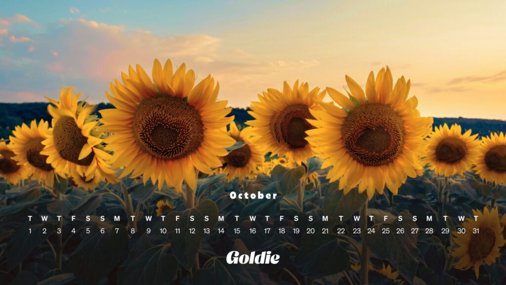 Sunflower wallpaper calendar desktop