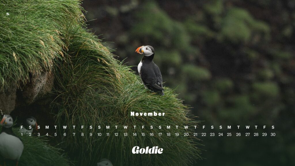 Puffin wallpaper calendar desktop