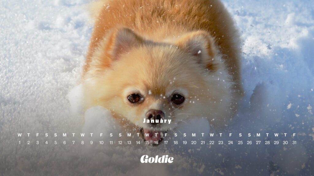 Playful puppy calendar wallpaper desktop