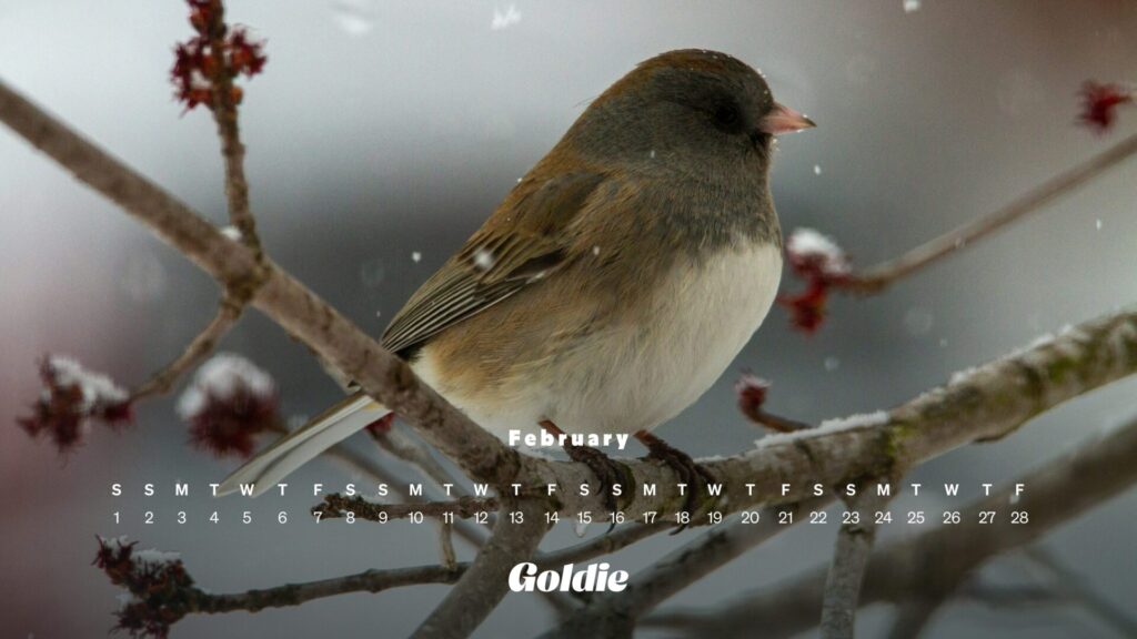 Snowy bird calendar wallpaper desktop